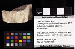 Foto (Objket + Etiketten) von Cracensigillatus gracilirostrus (Robins et al., 2013) 